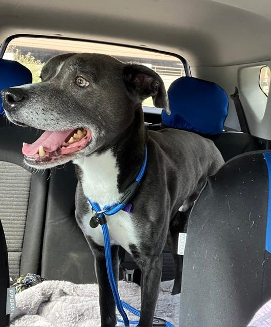 Enlarge Bentley, a ADOPTABLE mixed breed in Littleton, CO image 1/3