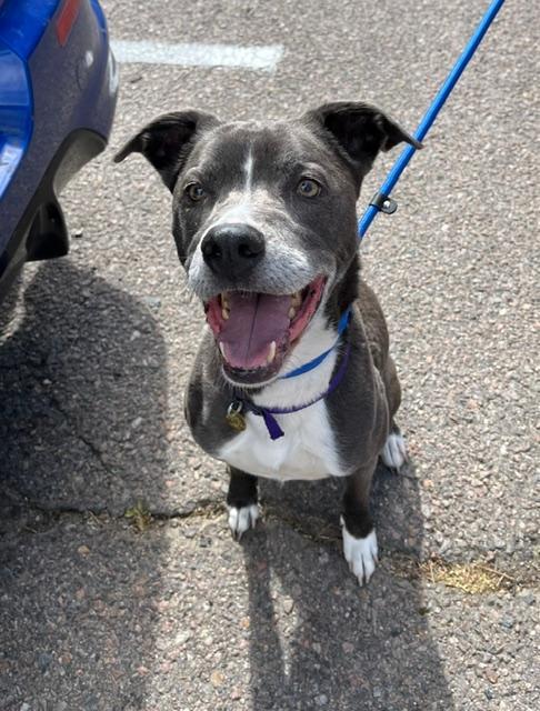 Enlarge Bentley, a ADOPTABLE mixed breed in Littleton, CO image 3/3