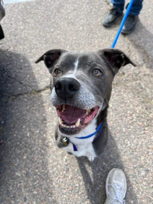 Enlarge Bentley, a ADOPTABLE mixed breed in Littleton, CO image 2/3