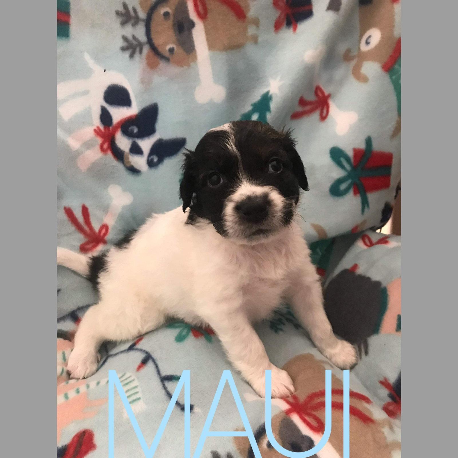 Junior, a Adopted Spaniel in Westminster, MD image 2/3