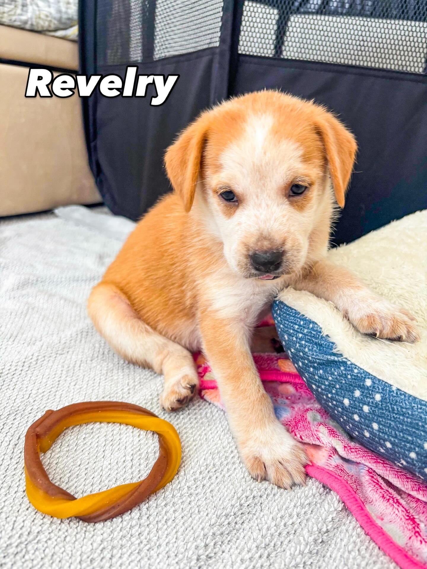 Revelry
