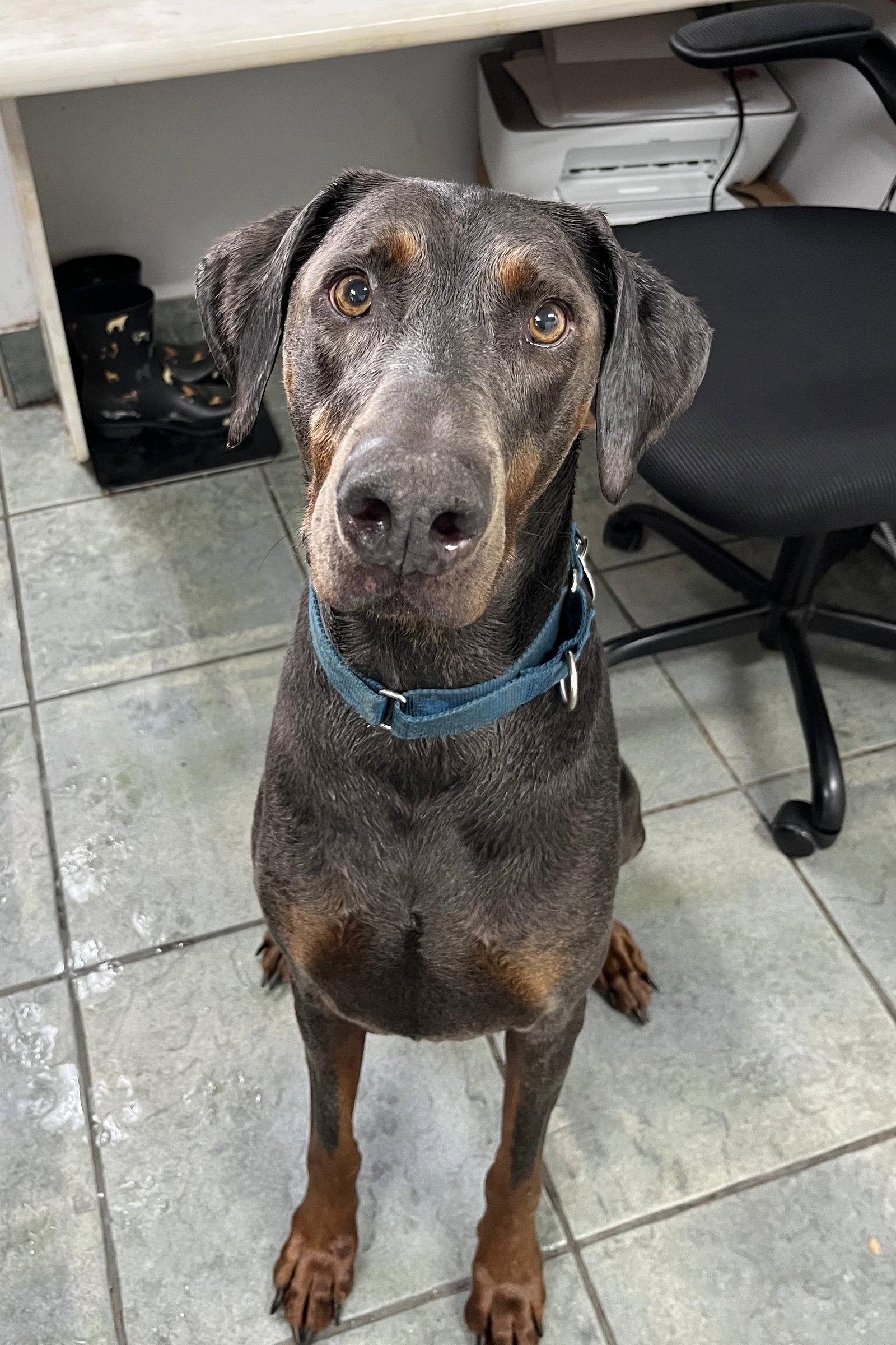 Bolt 3528, Adopted, Senior Male Doberman Pinscher.