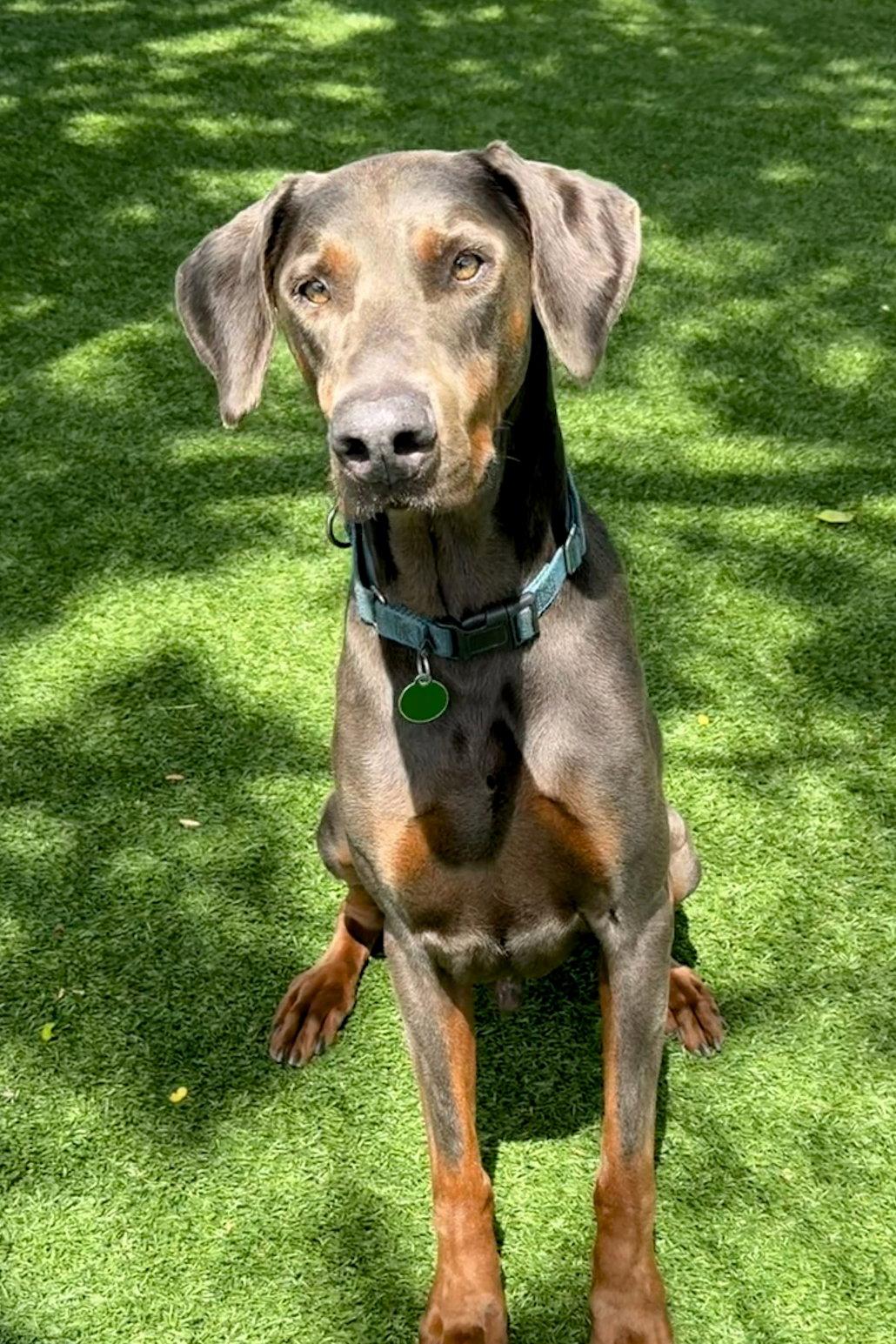 Enlarge Bolt 3528, a Adopted Doberman Pinscher in Oakland Park, FL image 2/3