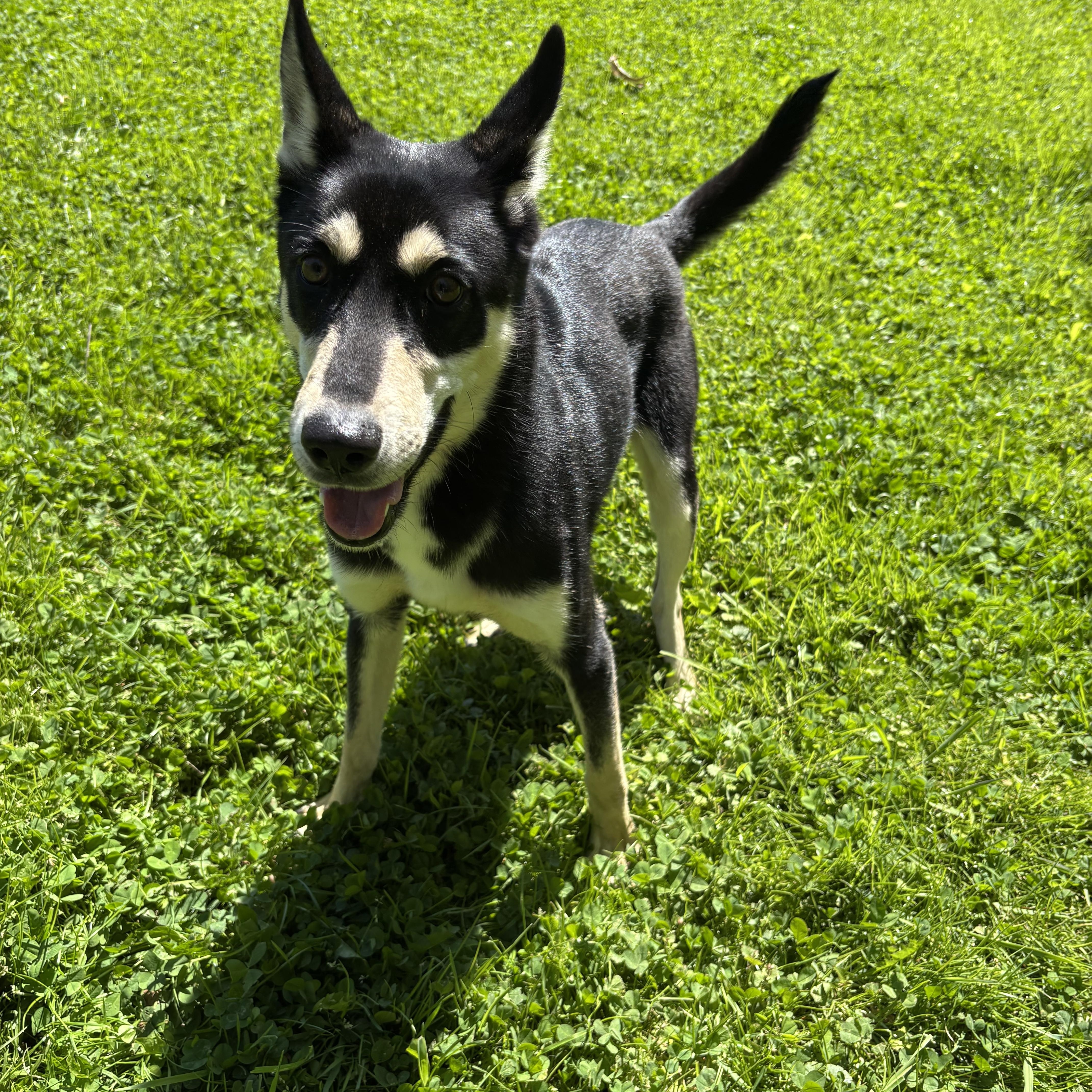 Mustang, ADOPTABLE, Young Male Husky.