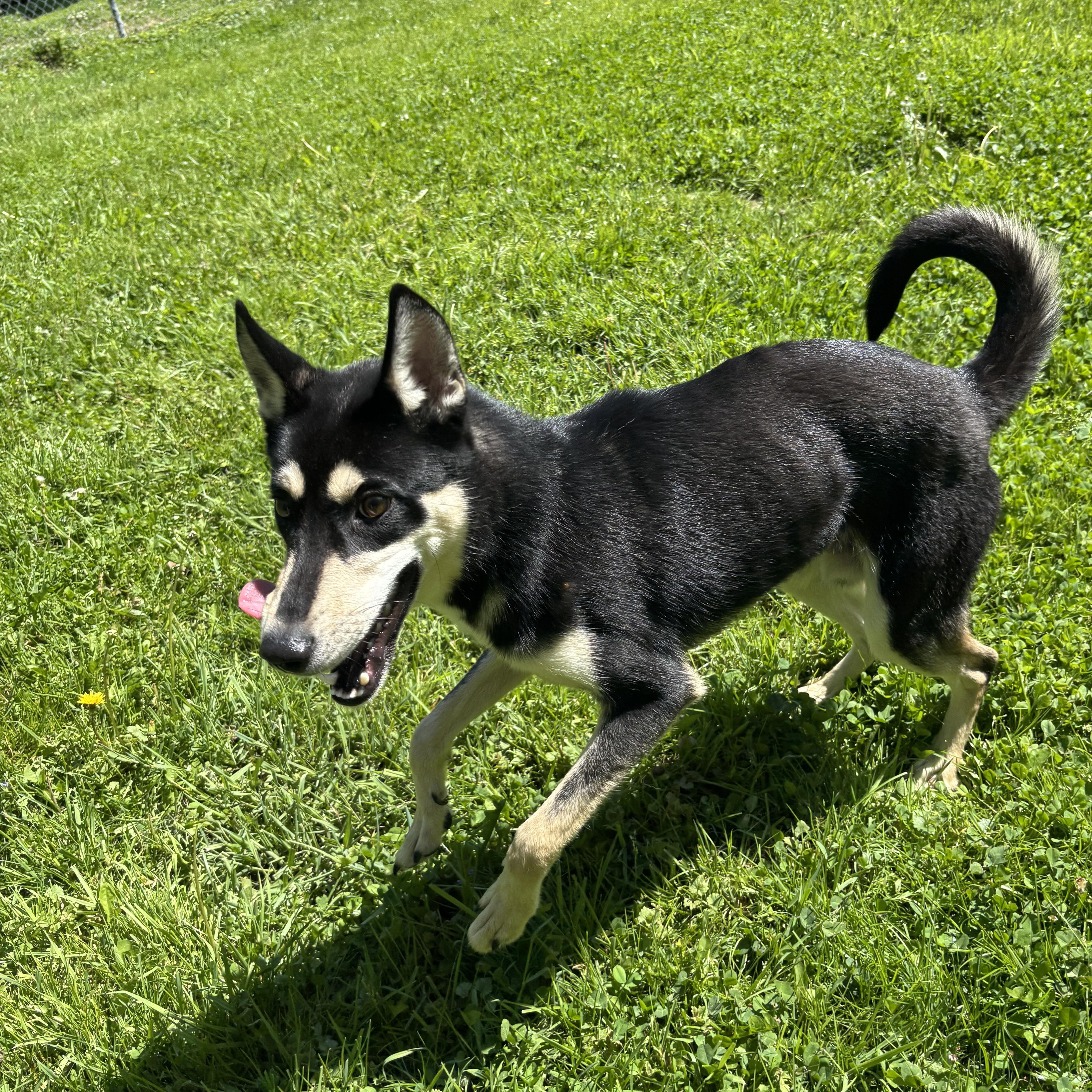 Enlarge Mustang, a ADOPTABLE mixed breed in Circleville, OH image 3/4