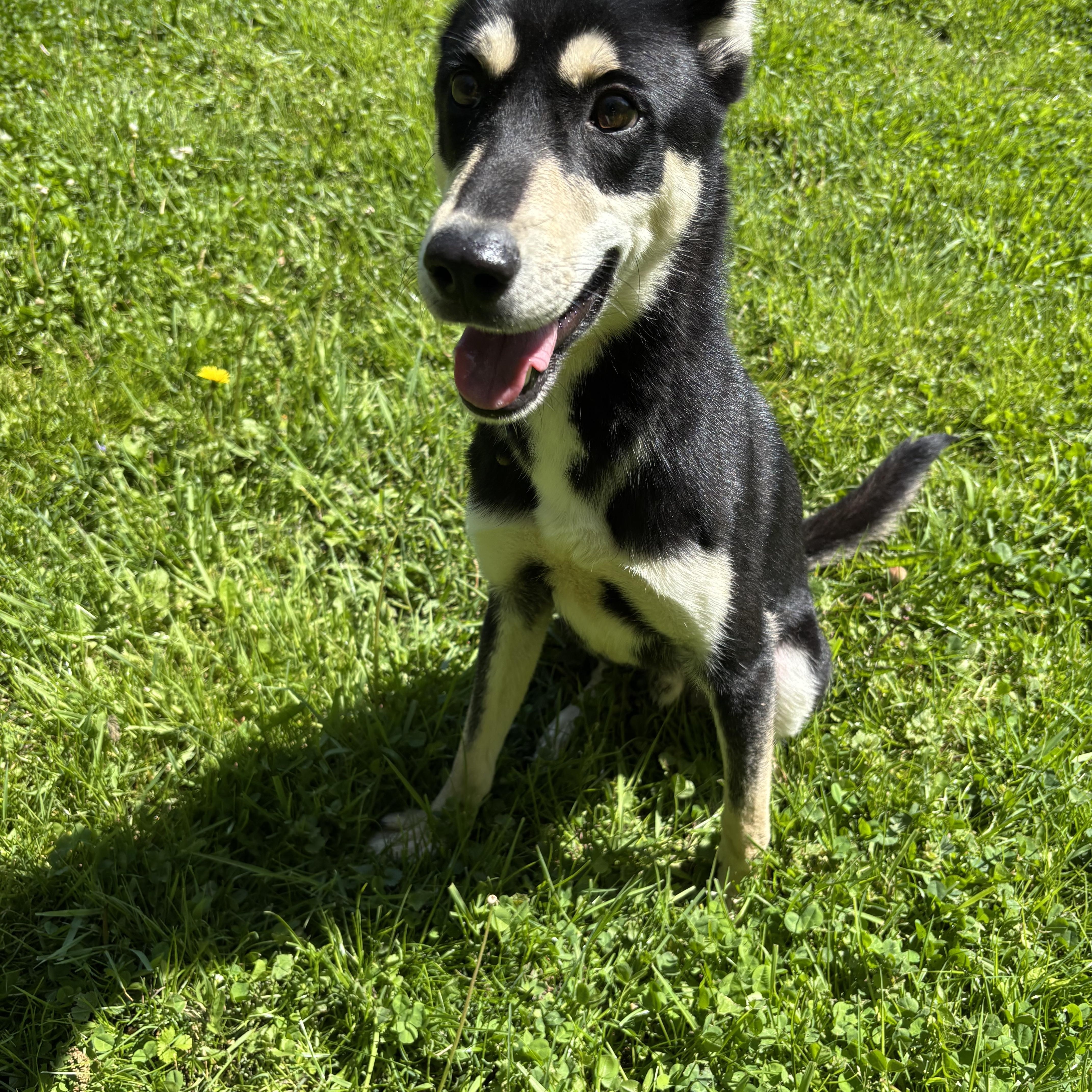 Enlarge Mustang, a ADOPTABLE mixed breed in Circleville, OH image 2/4