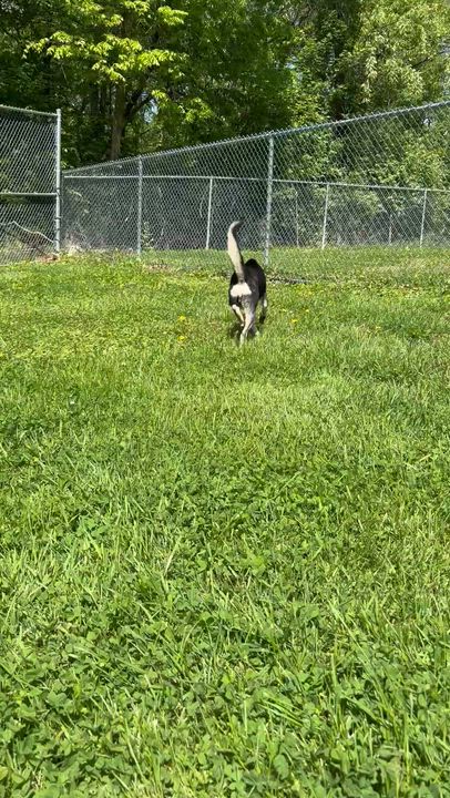 Enlarge Mustang, a ADOPTABLE mixed breed in Circleville, OH video 4/4