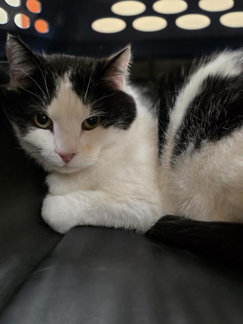 OTTERBOX, Adoptable, Adult Male Domestic Short Hair.