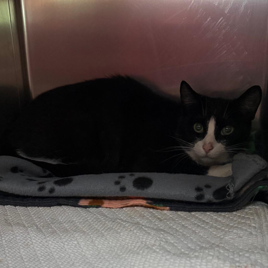 Thundra, a Adoptable Domestic Short Hair in Charlottesville, VA image 1/4