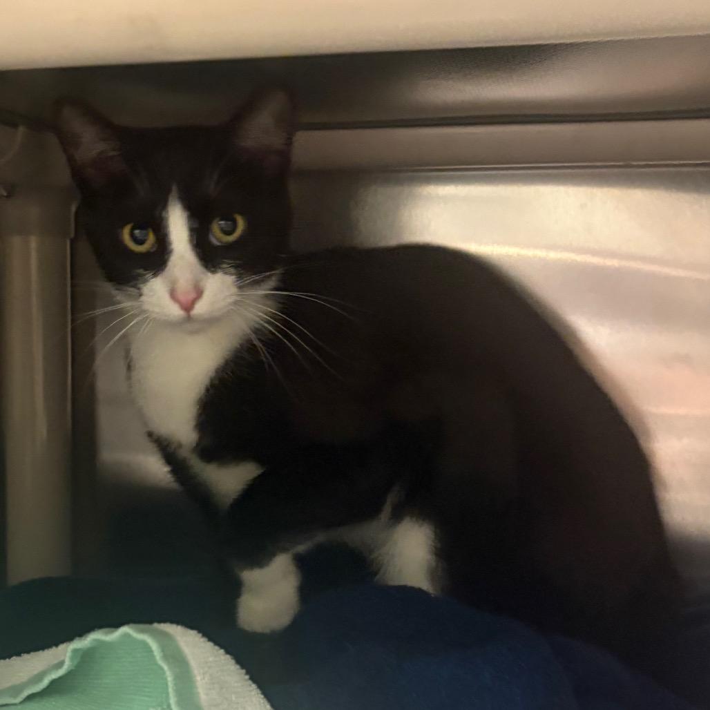 Thundra, a Adoptable Domestic Short Hair in Charlottesville, VA image 2/4