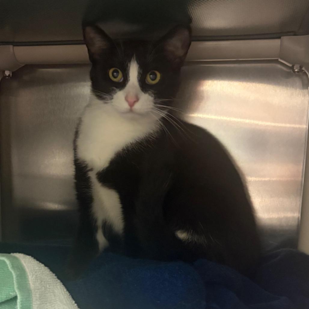 Thundra, a Adoptable Domestic Short Hair in Charlottesville, VA image 3/4