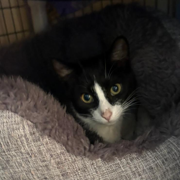 Thundra, a Adoptable Domestic Short Hair in Charlottesville, VA image 4/4