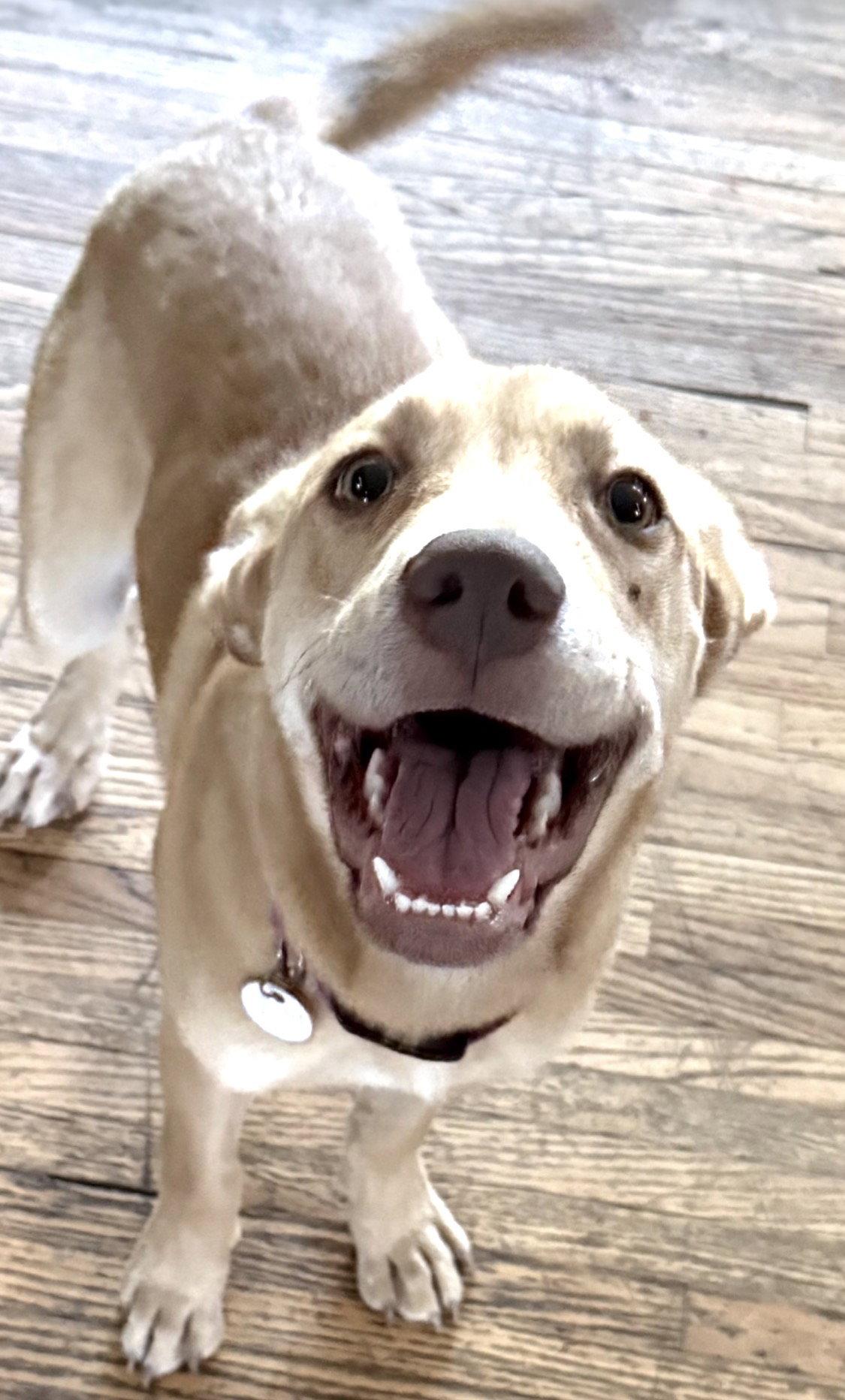 Louise, Adoptable, Young Female Yellow Labrador Retriever.