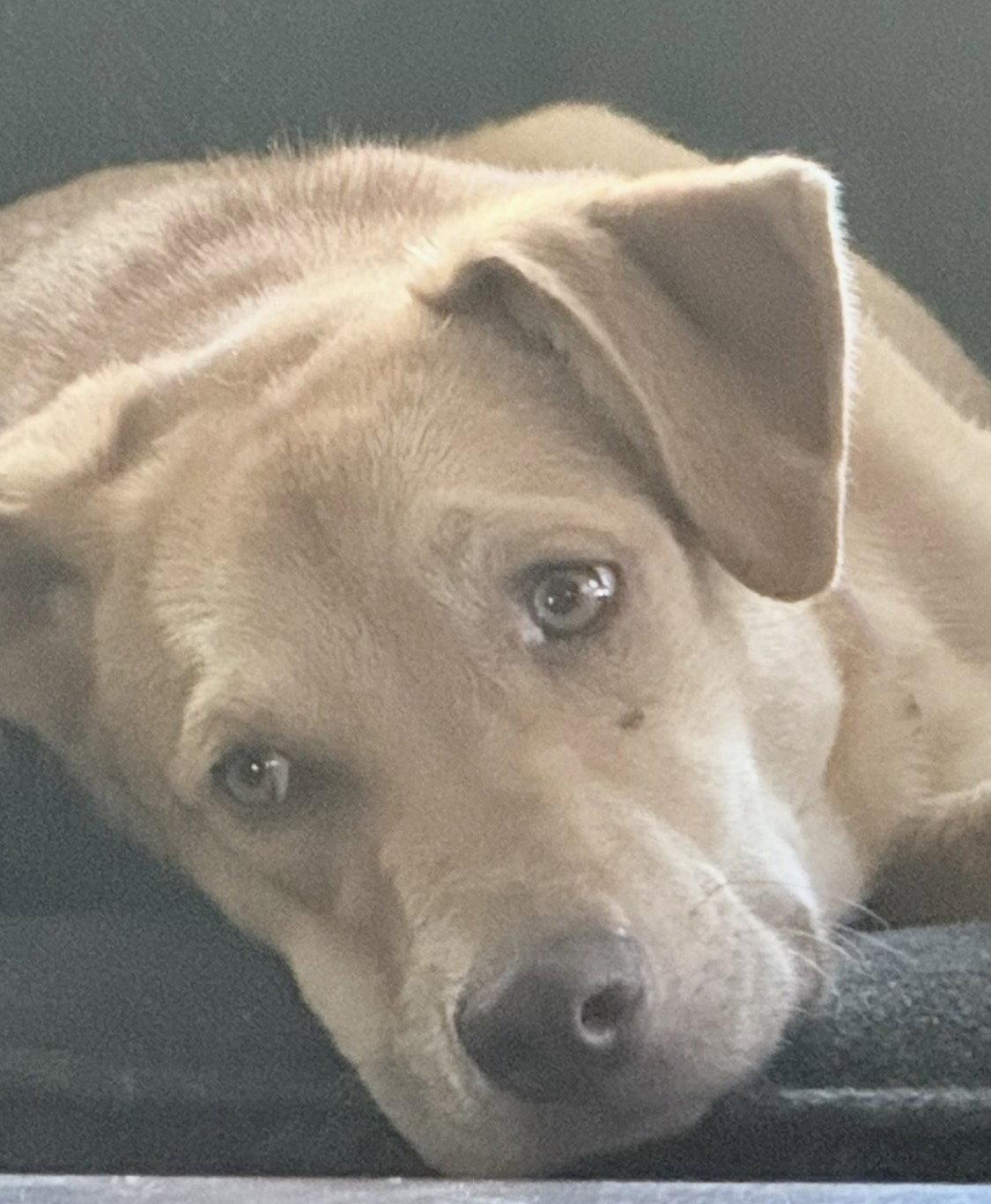 Louise, a Adoptable Yellow Labrador Retriever in Tonawanda, NY image 2/3