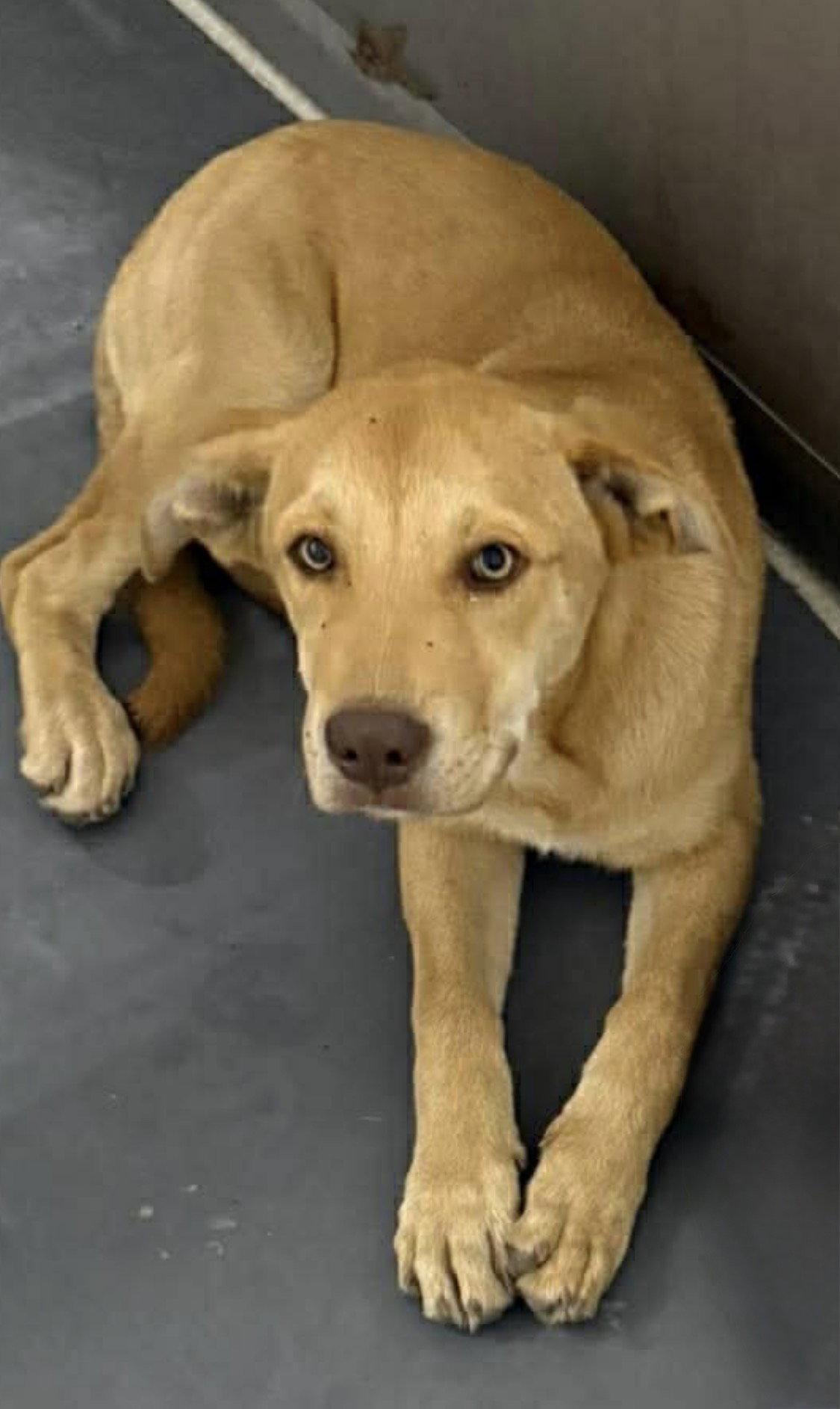 Louise, a Adoptable Yellow Labrador Retriever in Tonawanda, NY image 3/3