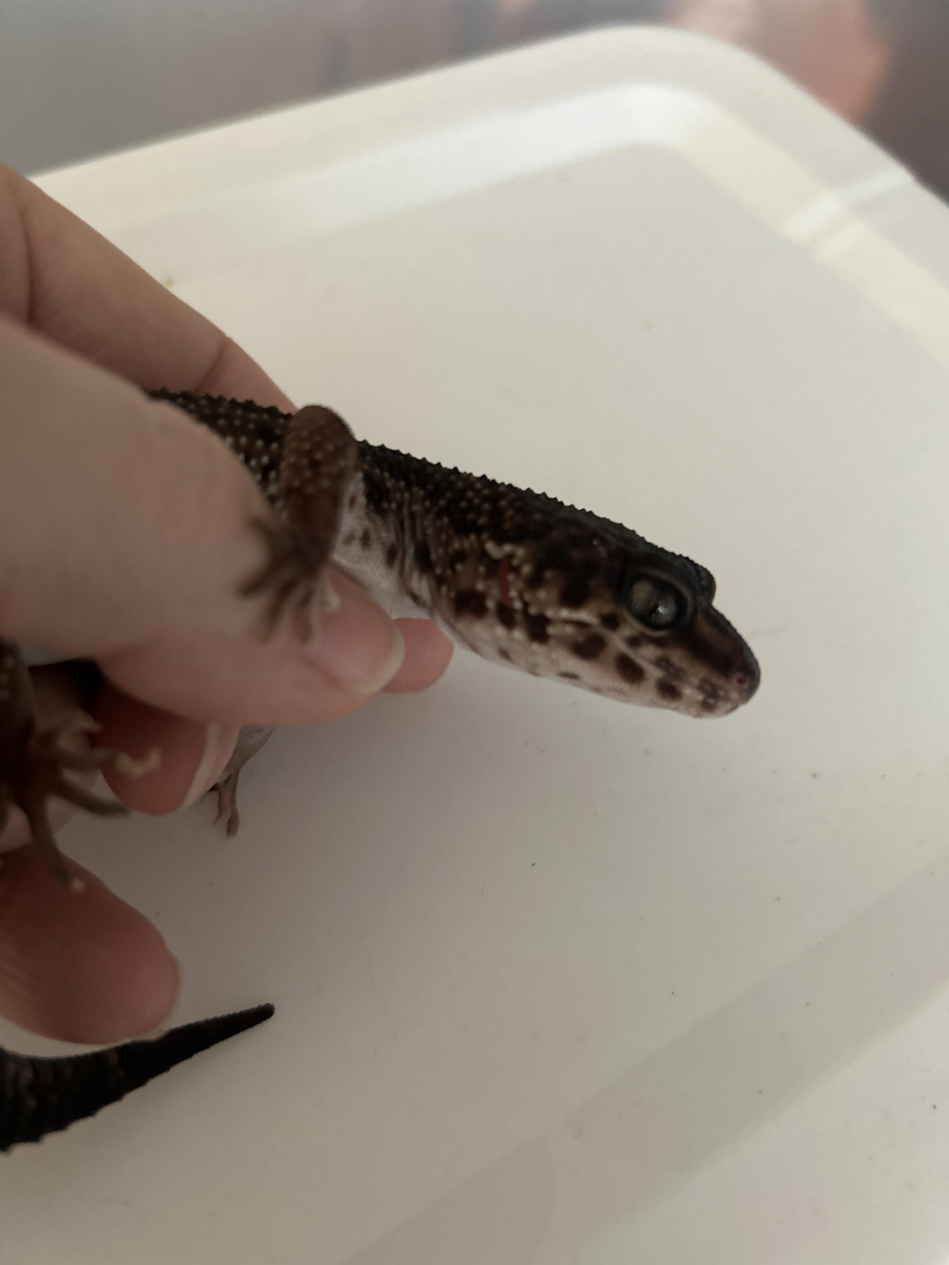 Leopard Gecko 22 photo 2