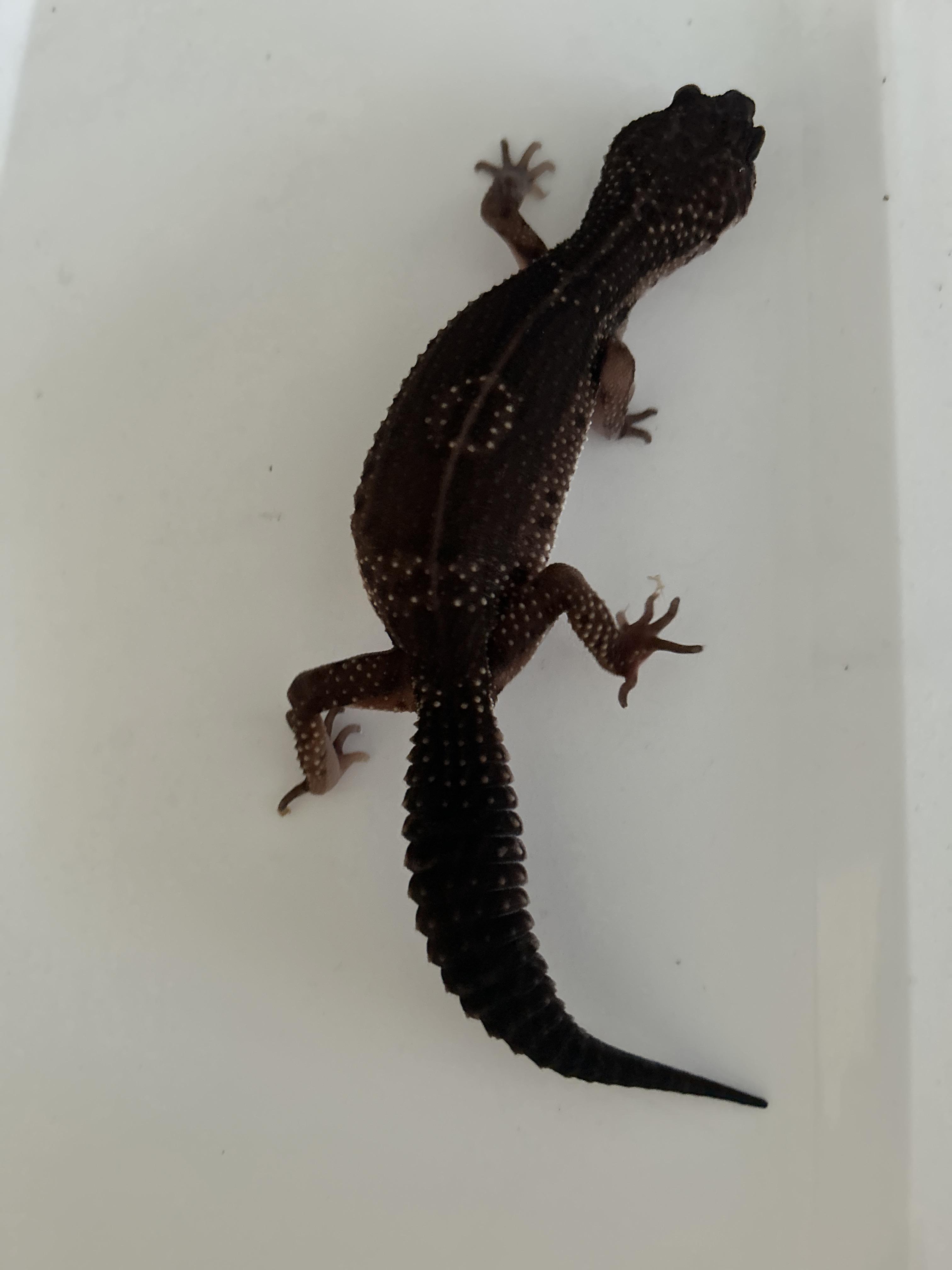 Leopard Gecko 22, Young Unknown unknown