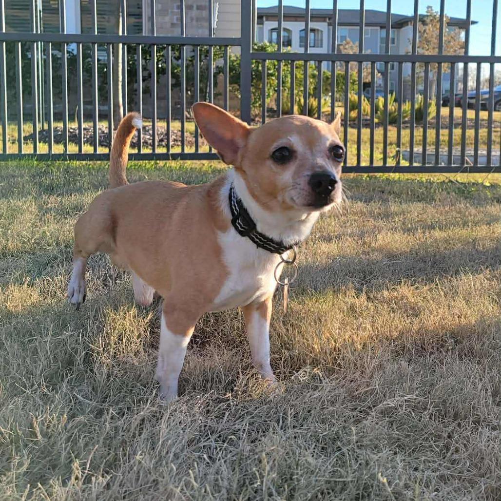 Enlarge Wrigley, a Adoptable Chihuahua in Katy, TX image 1/1