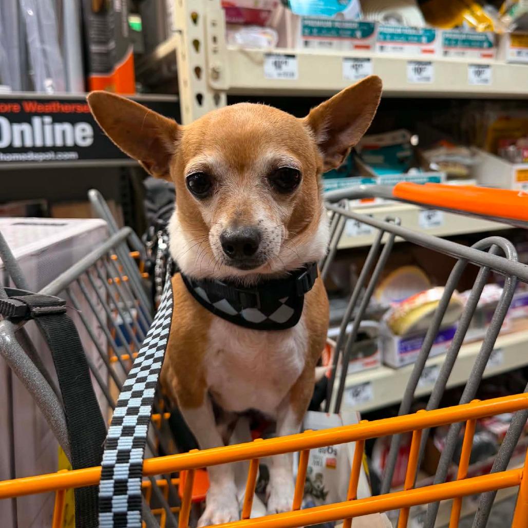Wrigley, a Adoptable Chihuahua in Katy, TX image 2/4