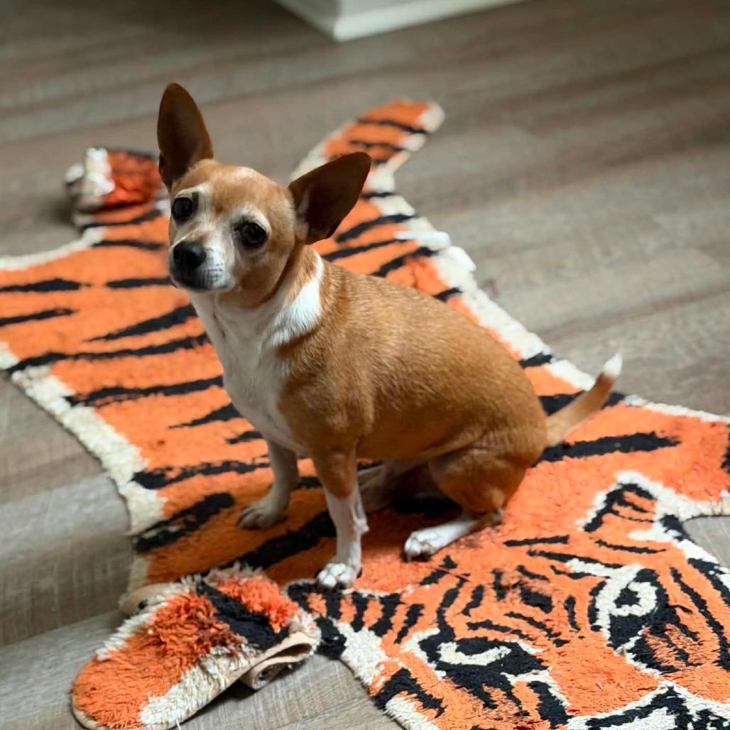 Wrigley, a Adoptable Chihuahua in Katy, TX image 3/4