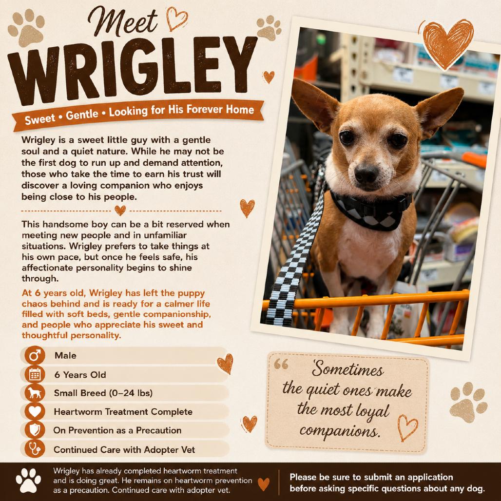 Enlarge Wrigley, a Adoptable Chihuahua in Katy, TX image 4/5