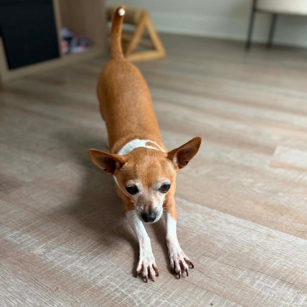 Wrigley, a Adoptable Chihuahua in Katy, TX image 4/4