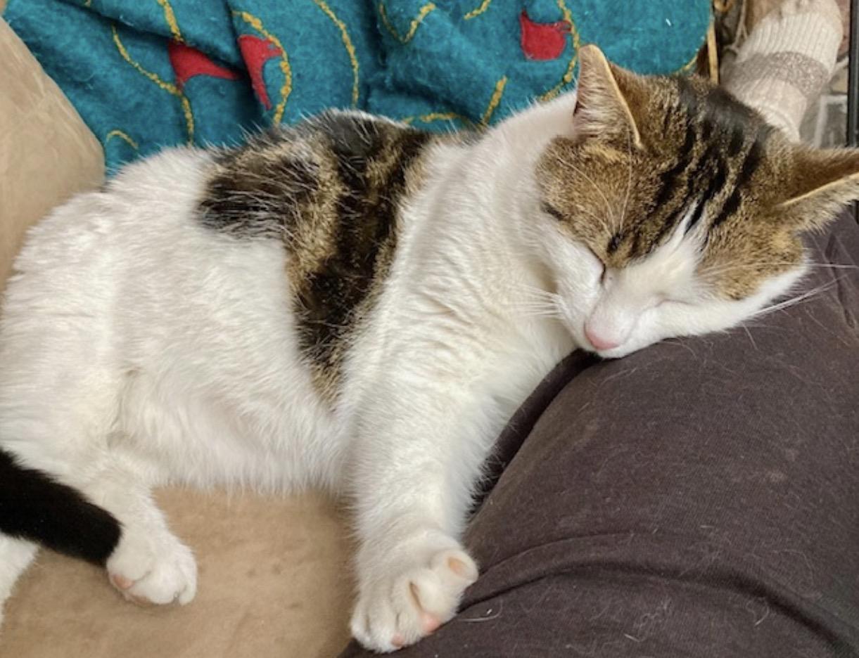 Enlarge Joey, a ADOPTABLE Domestic Short Hair in Ottawa, ON image 4/6