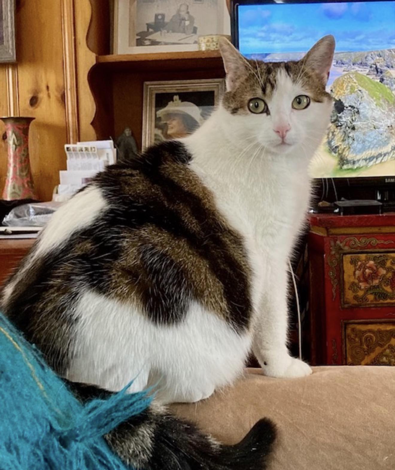 Enlarge Joey, a ADOPTABLE Domestic Short Hair in Ottawa, ON image 2/6