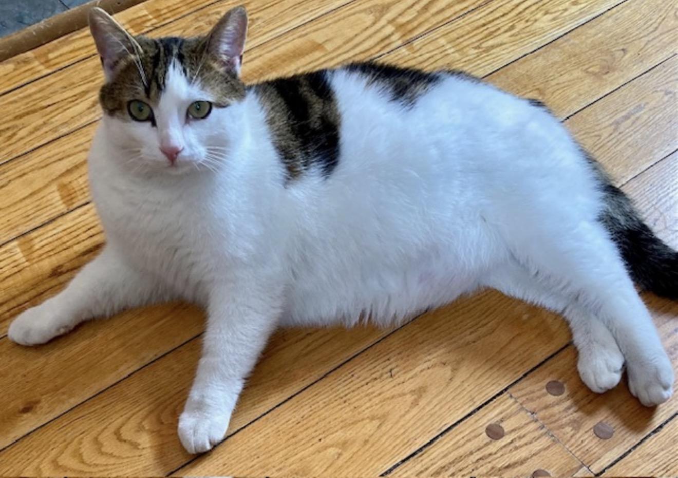 Joey, ADOPTABLE, Young Male Domestic Short Hair.