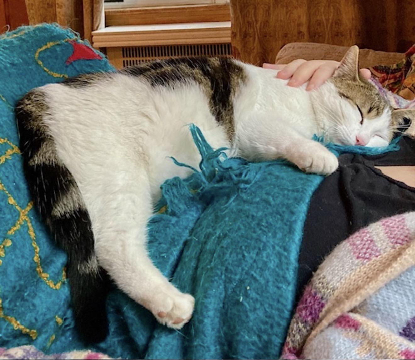 Enlarge Joey, a ADOPTABLE Domestic Short Hair in Ottawa, ON image 5/6