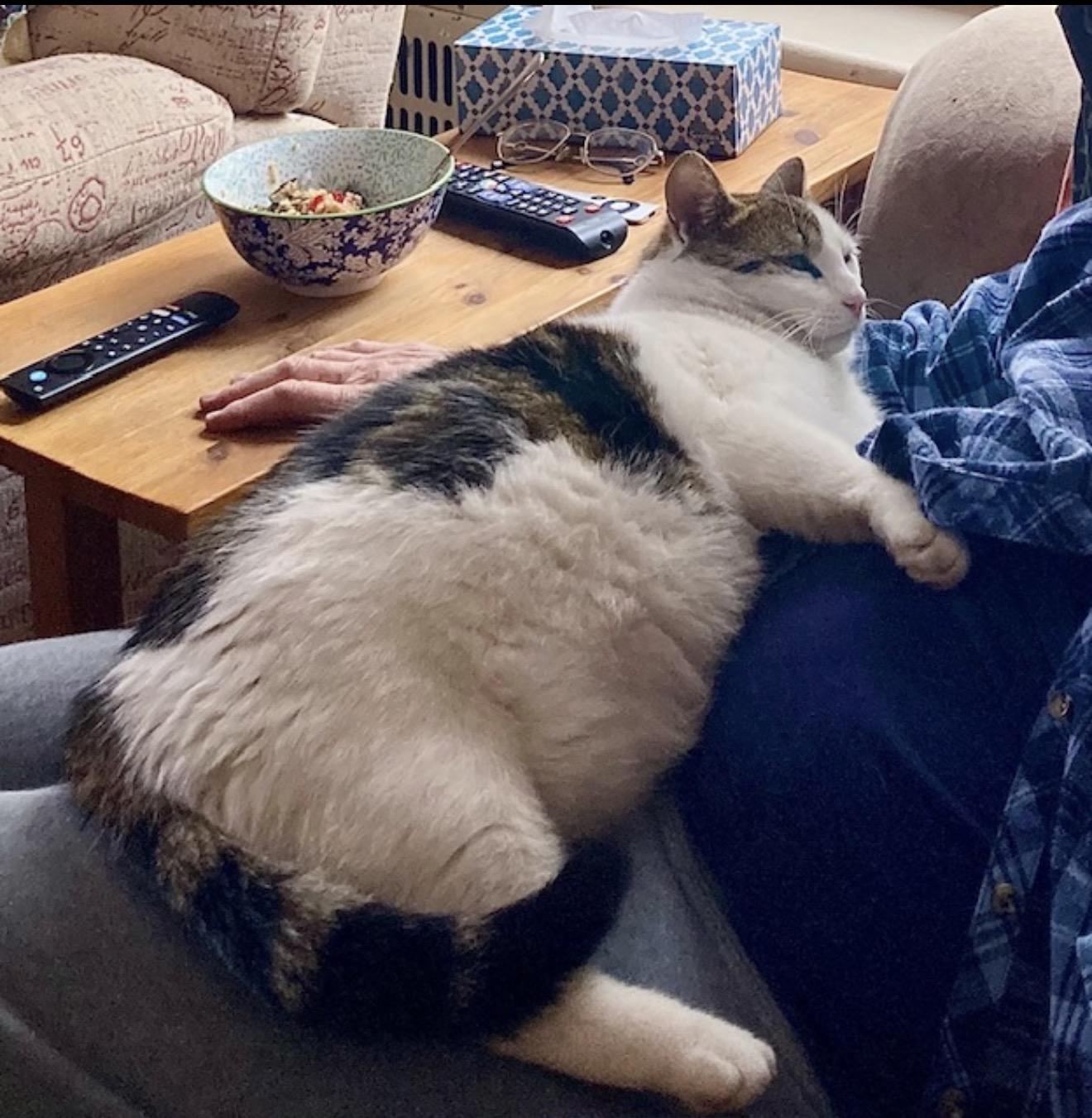 Enlarge Joey, a ADOPTABLE Domestic Short Hair in Ottawa, ON image 3/6