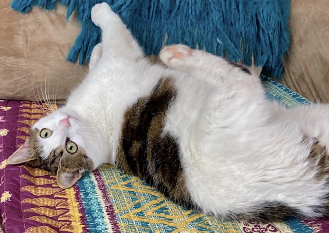 Enlarge Joey, a ADOPTABLE Domestic Short Hair in Ottawa, ON image 6/6