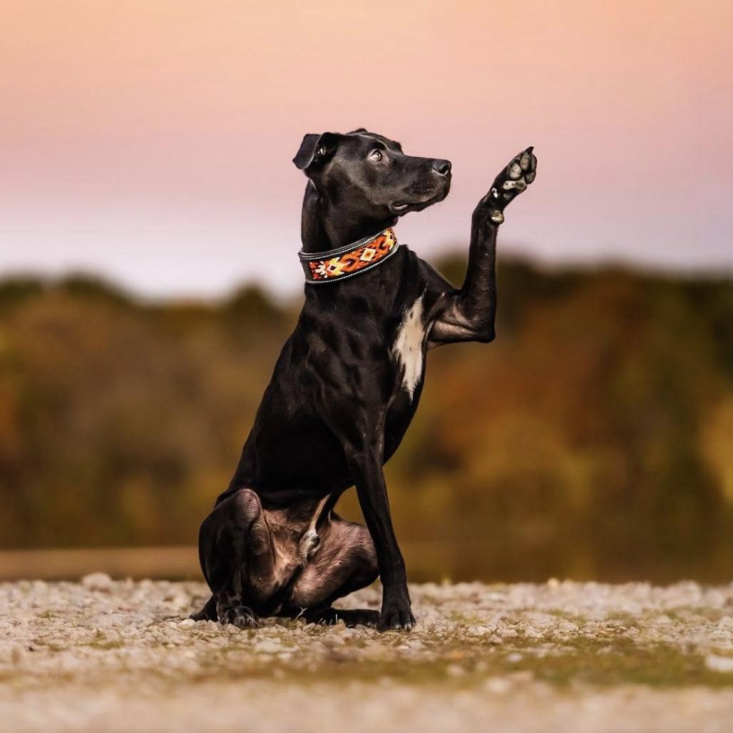 JoJo, Adoptable, Adult Male Pit Bull Terrier & Mixed Breed.