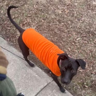 Enlarge JoJo, a Adoptable mixed breed in Overland Park, KS image 2/6