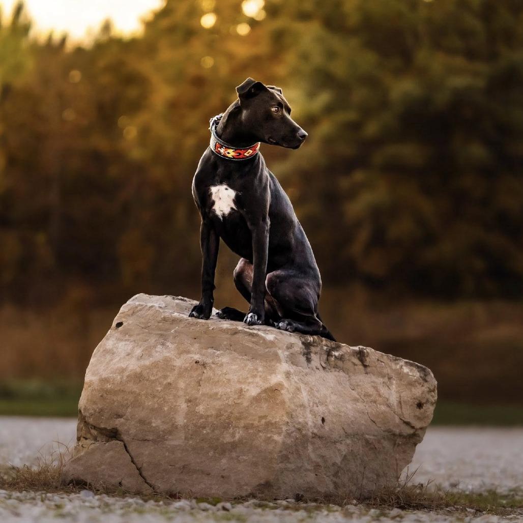 Enlarge JoJo, a Adoptable mixed breed in Overland Park, KS image 3/6
