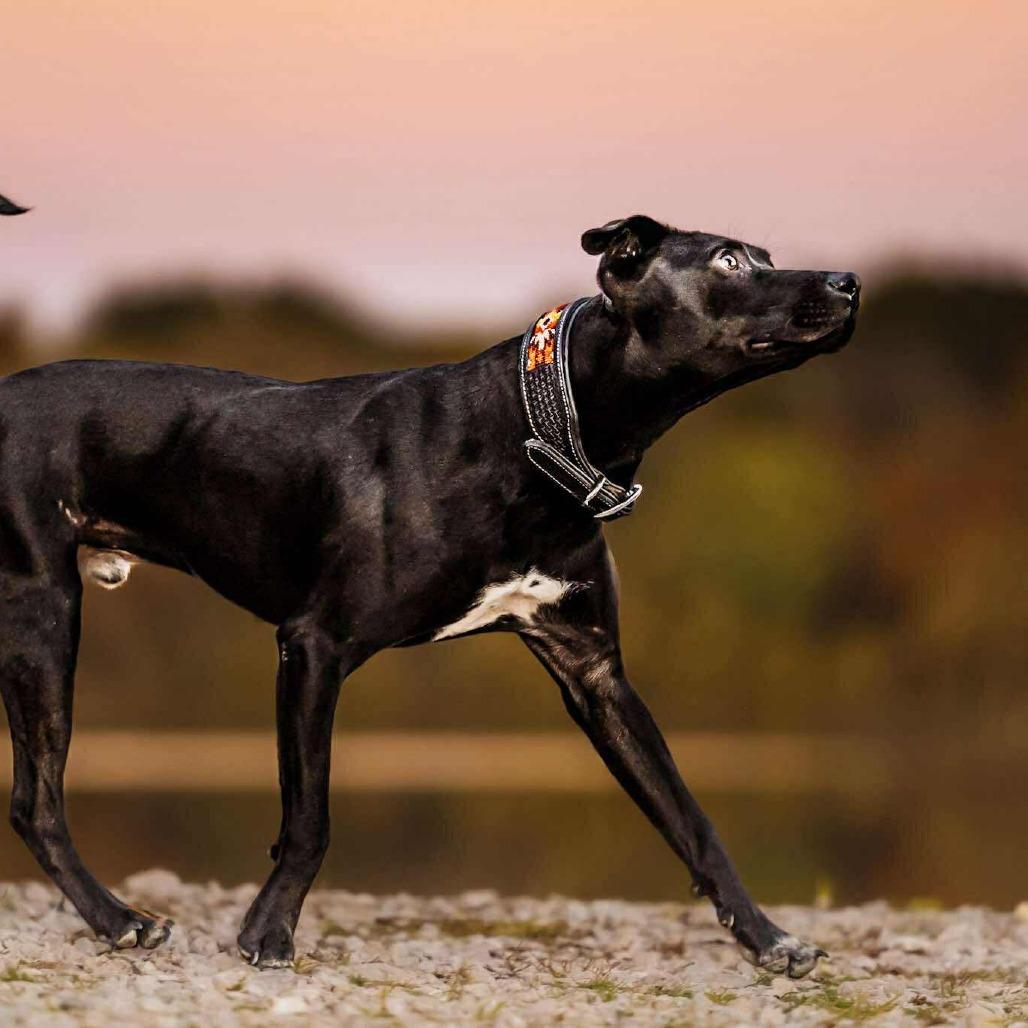Enlarge JoJo, a Adoptable mixed breed in Overland Park, KS image 6/6