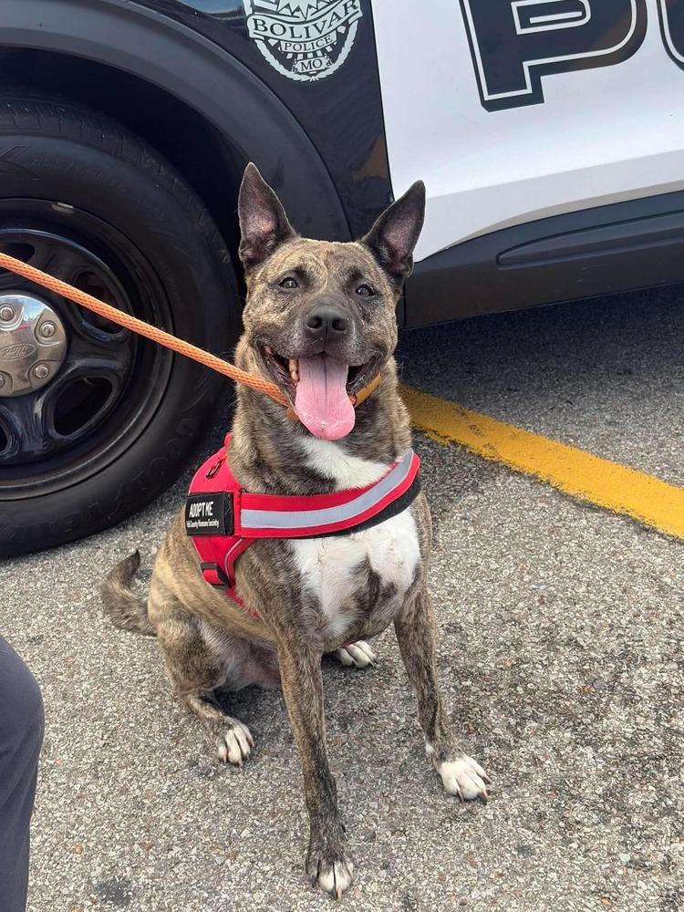 Enlarge JoJo, a Adoptable mixed breed in Bolivar, MO image 1/5