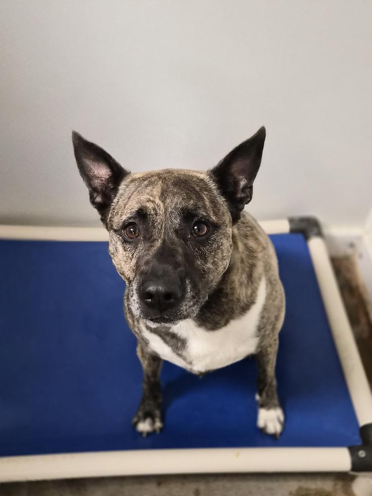 JoJo, Adoptable, Adult Male Dutch Shepherd & German Shepherd Dog.