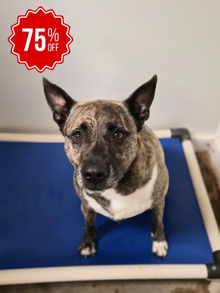 JoJo, a Adoptable mixed breed in Bolivar, MO image 2/5