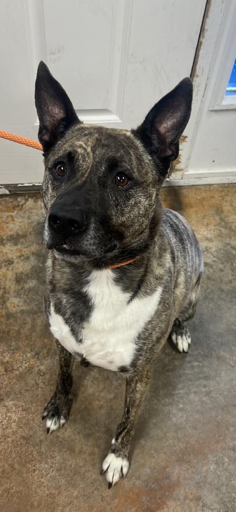 JoJo, a Adoptable mixed breed in Bolivar, MO image 3/5