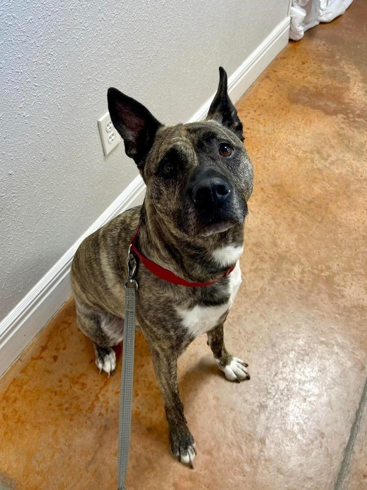 JoJo, Adoptable, Adult Male Dutch Shepherd.