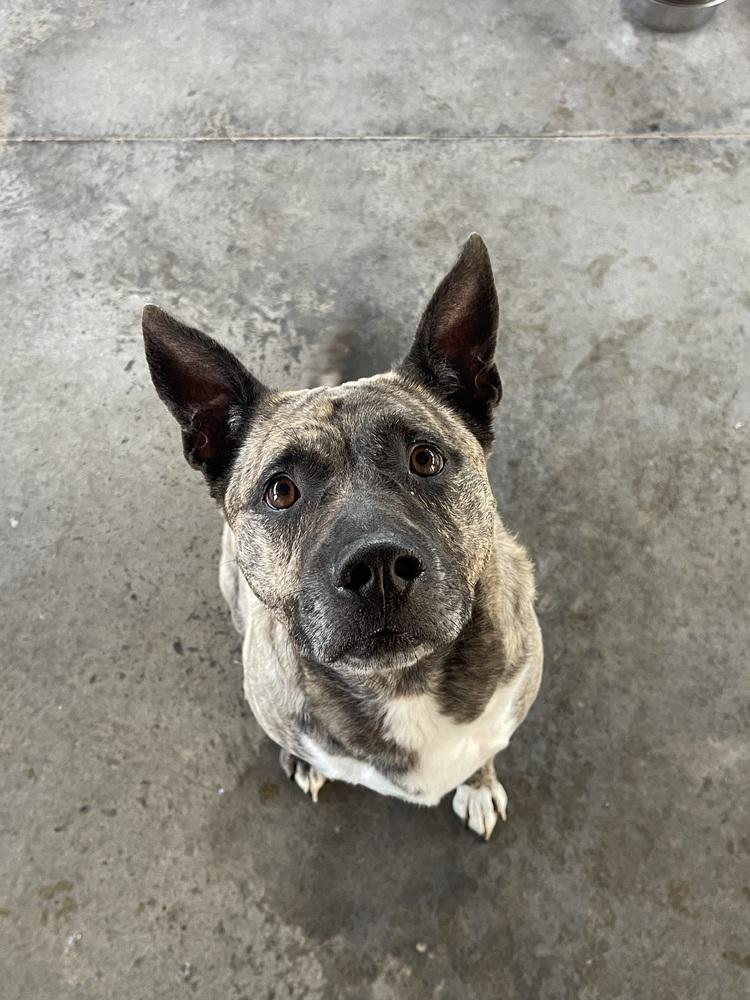 JoJo, a Adoptable Dutch Shepherd in Bolivar, MO image 2/2
