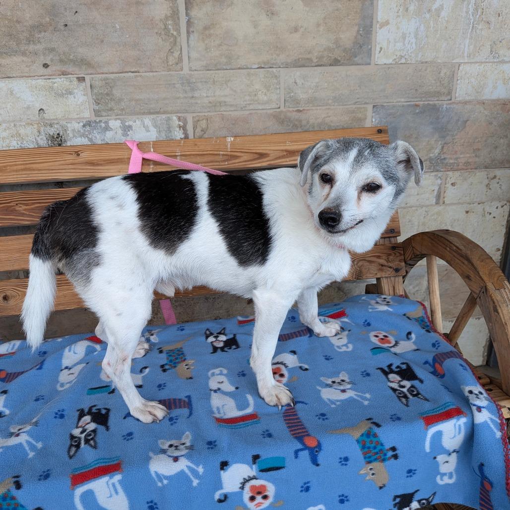 Danyon, Adoptable, Senior Male Jack Russell Terrier.