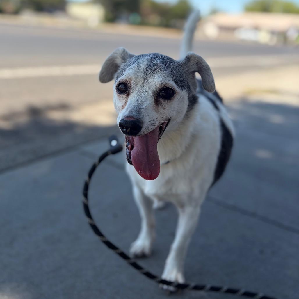 Danyon, a Adoptable Jack Russell Terrier in Chico, CA image 2/6