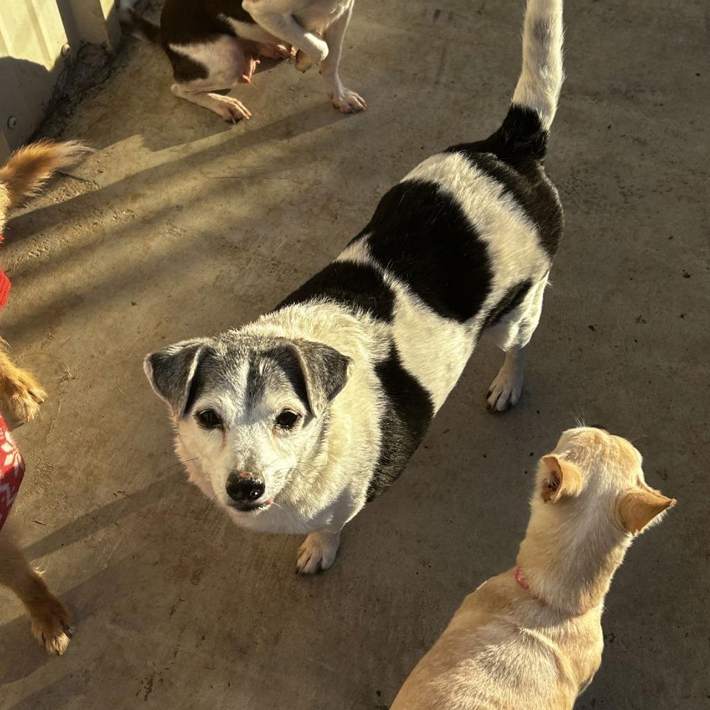 Danyon, a Adoptable Jack Russell Terrier in Chico, CA image 3/6