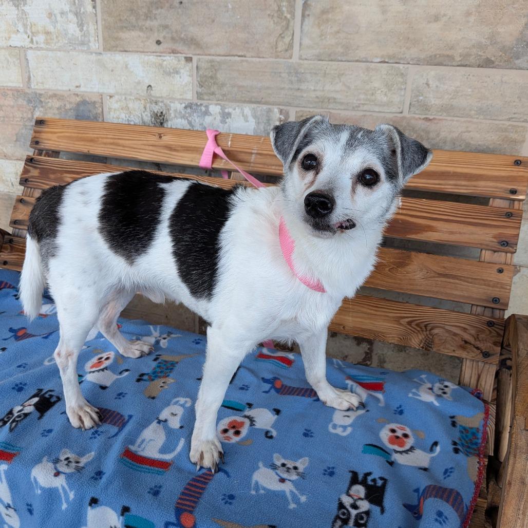 Danyon, a Adoptable Jack Russell Terrier in Chico, CA image 4/6