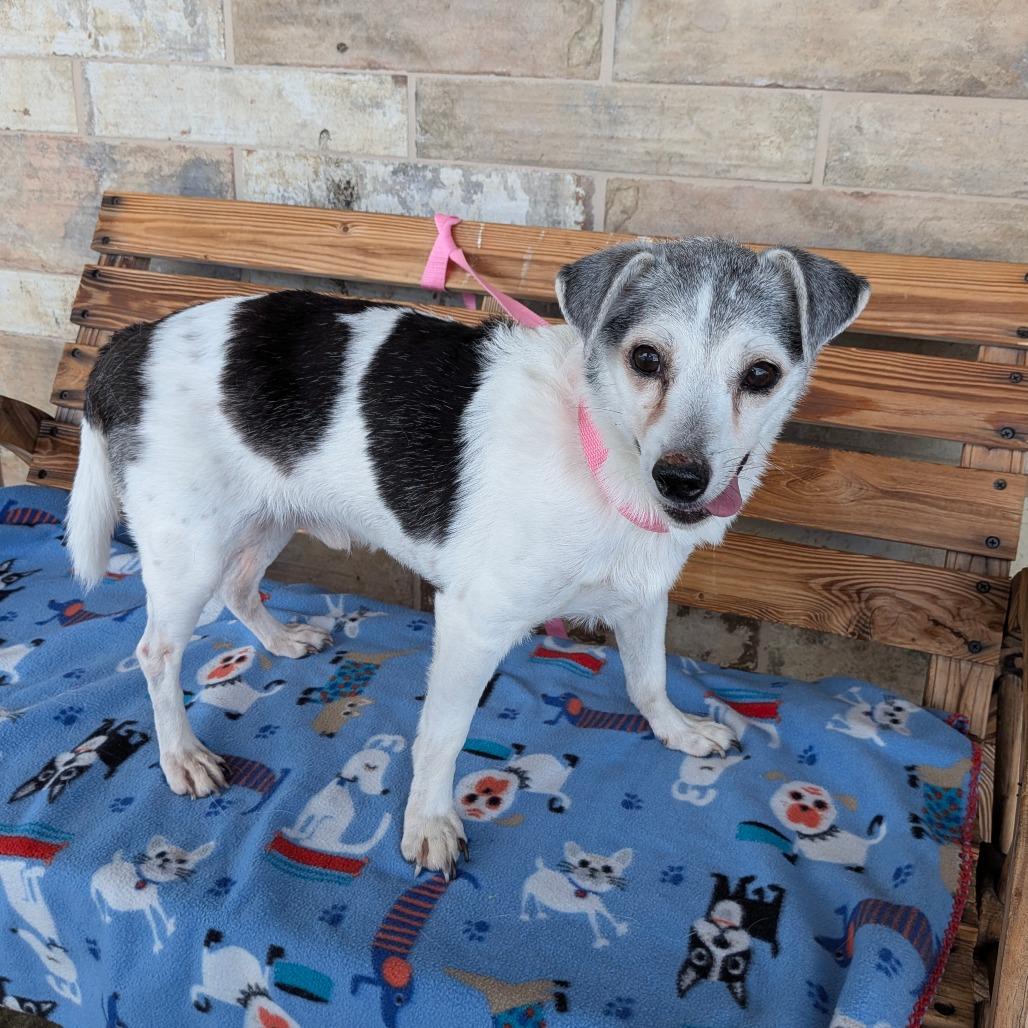 Danyon, a Adoptable Jack Russell Terrier in Chico, CA image 5/6