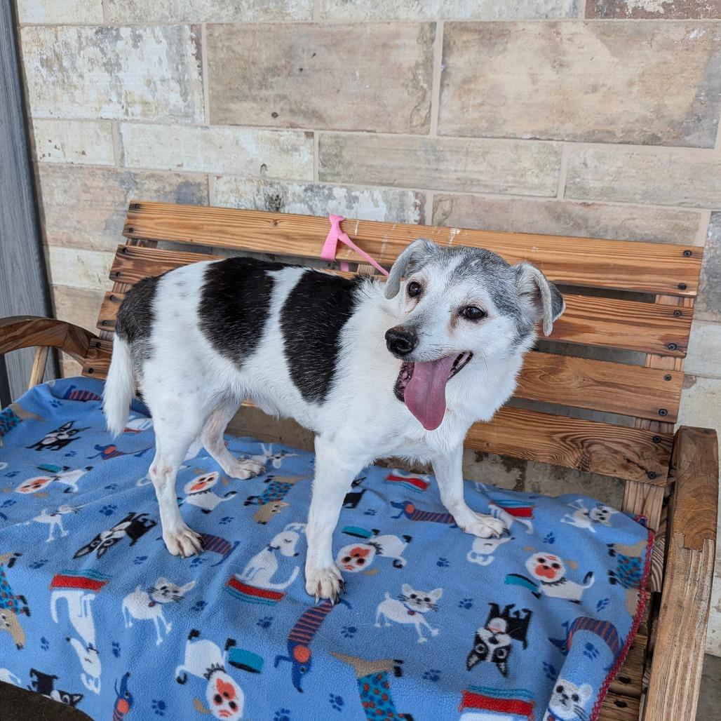 Danyon, a Adoptable Jack Russell Terrier in Chico, CA image 6/6