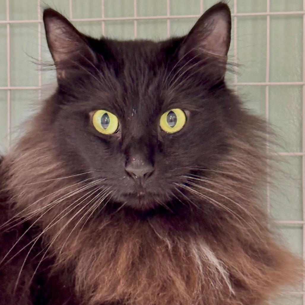 Shaddie, Adoptable, Adult Male Domestic Long Hair.