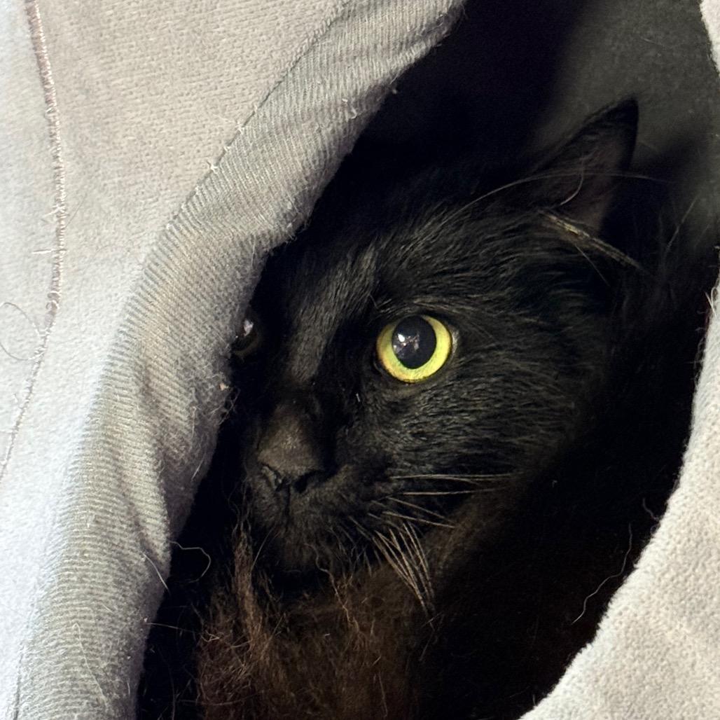 Enlarge Shaddie, a Adoptable Domestic Long Hair in Redwood Valley, CA image 2/6